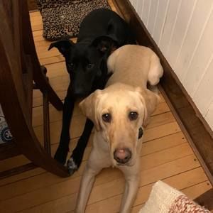 Meet your Posher, Laurin